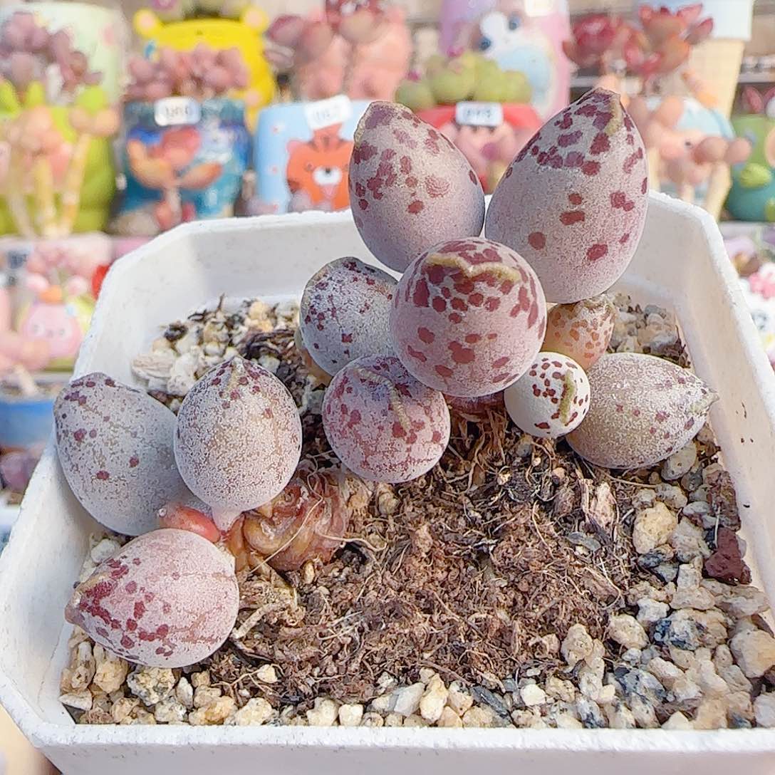 L 老桩粉海豹 盆口6cm