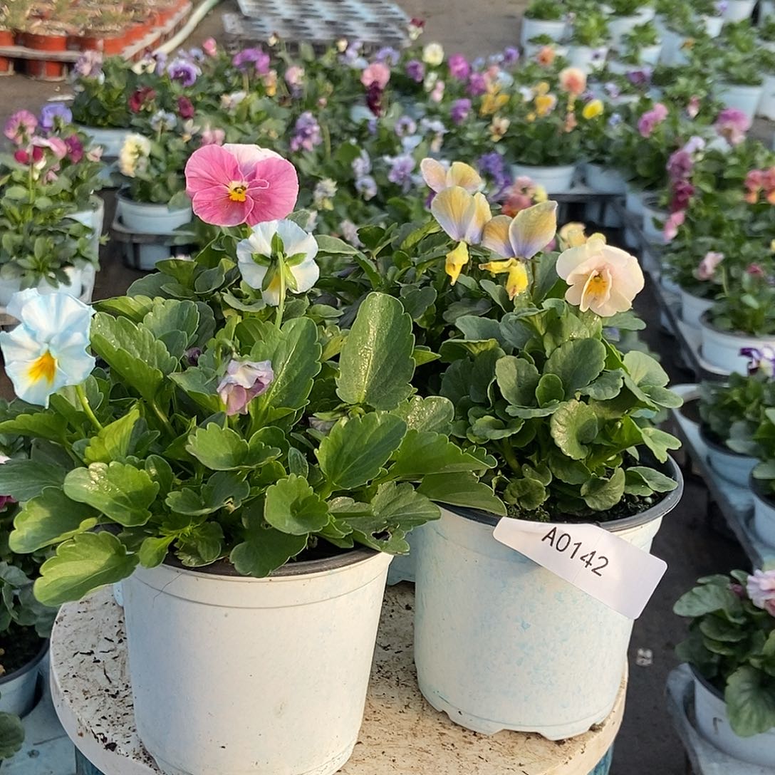 大部分花苞少量开放142