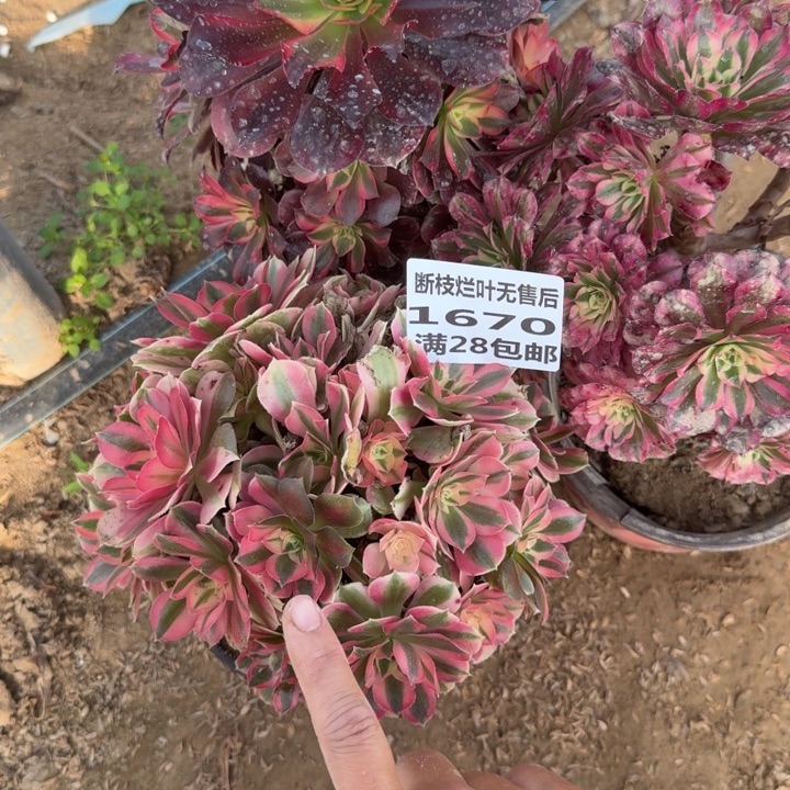 1670二号棚三个组合无售后B