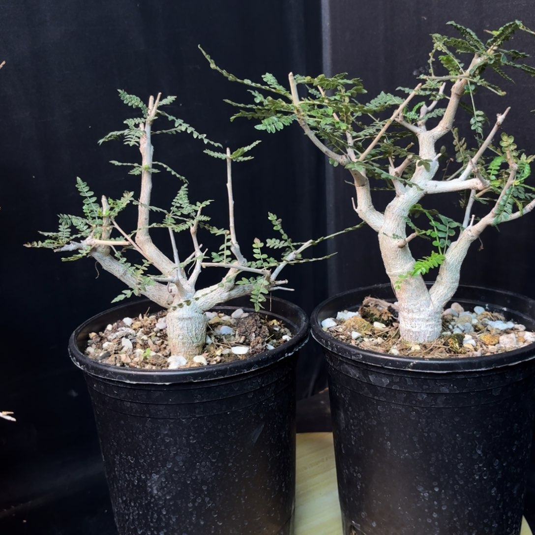 尼勒达乳香实生任挑