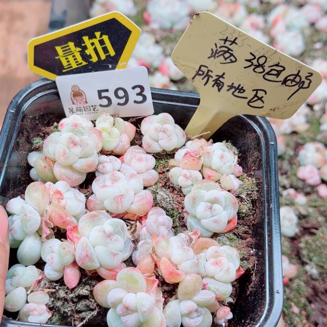 多肉植物多肉植物