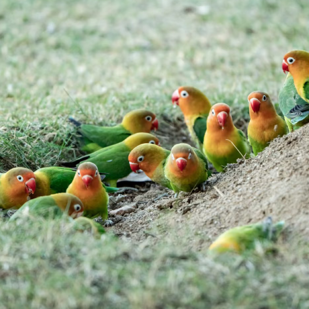 牡丹鹦鹉活体 爱情鸟黄桃绿桃 亲人黏人手养宠物鸟观赏鸟