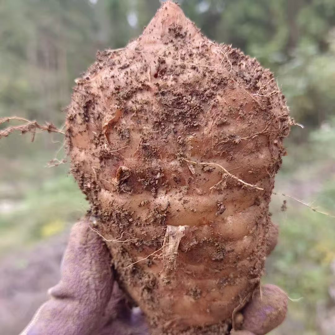 云南昭通小草坝天麻（残次品）