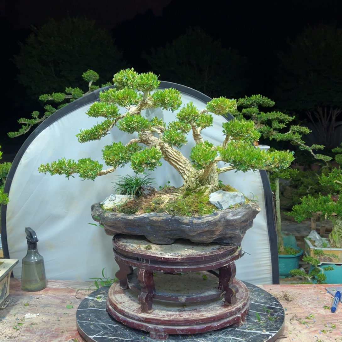 无花朵广东皱皮雀舌黄杨