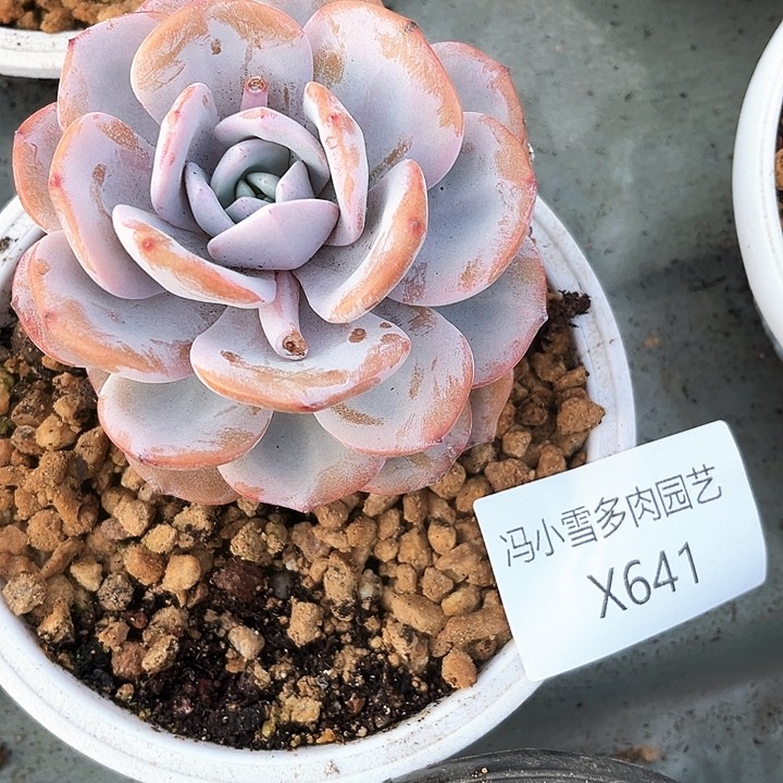 我是你的小可爱啊我的小可爱