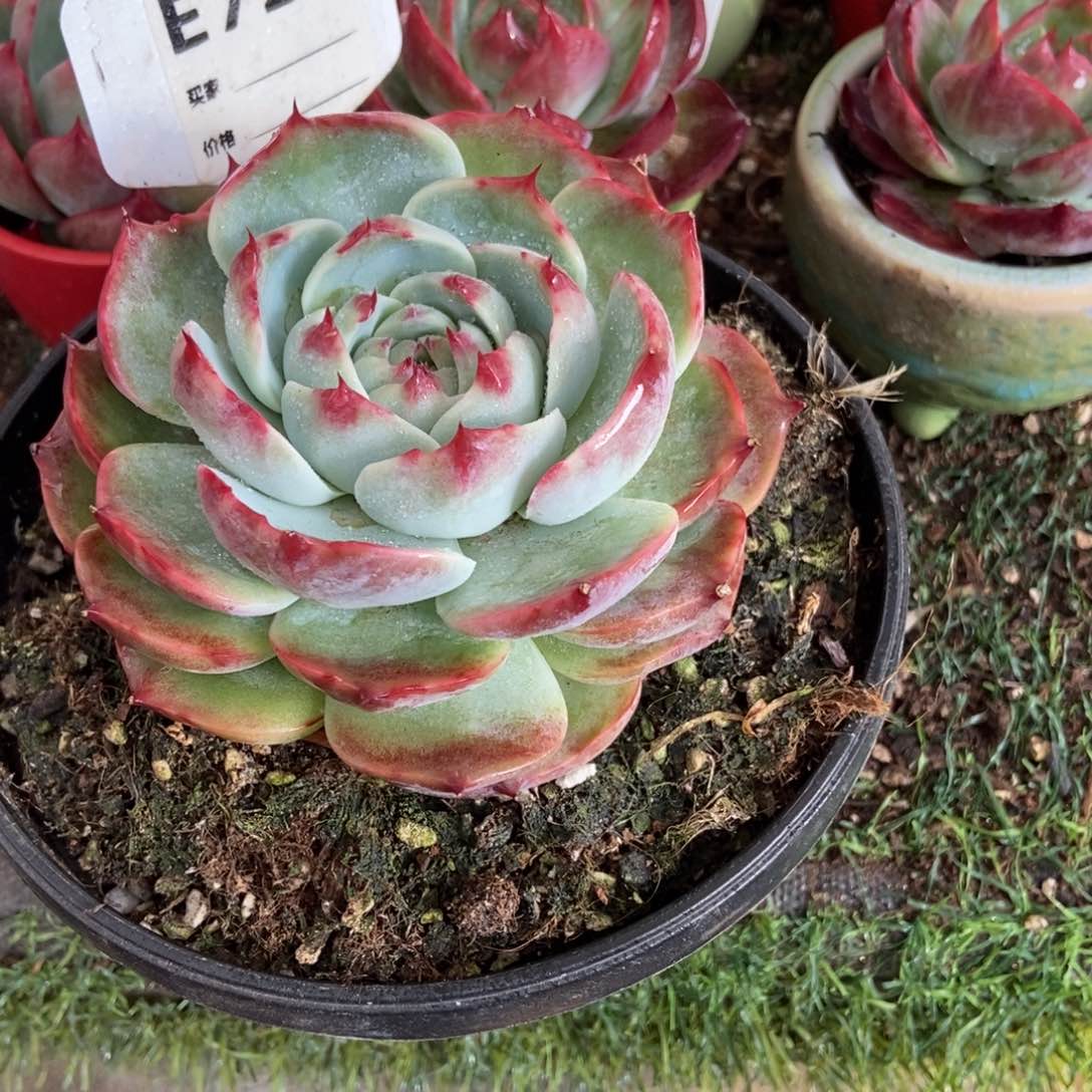 惊鸿一瞥726号楼