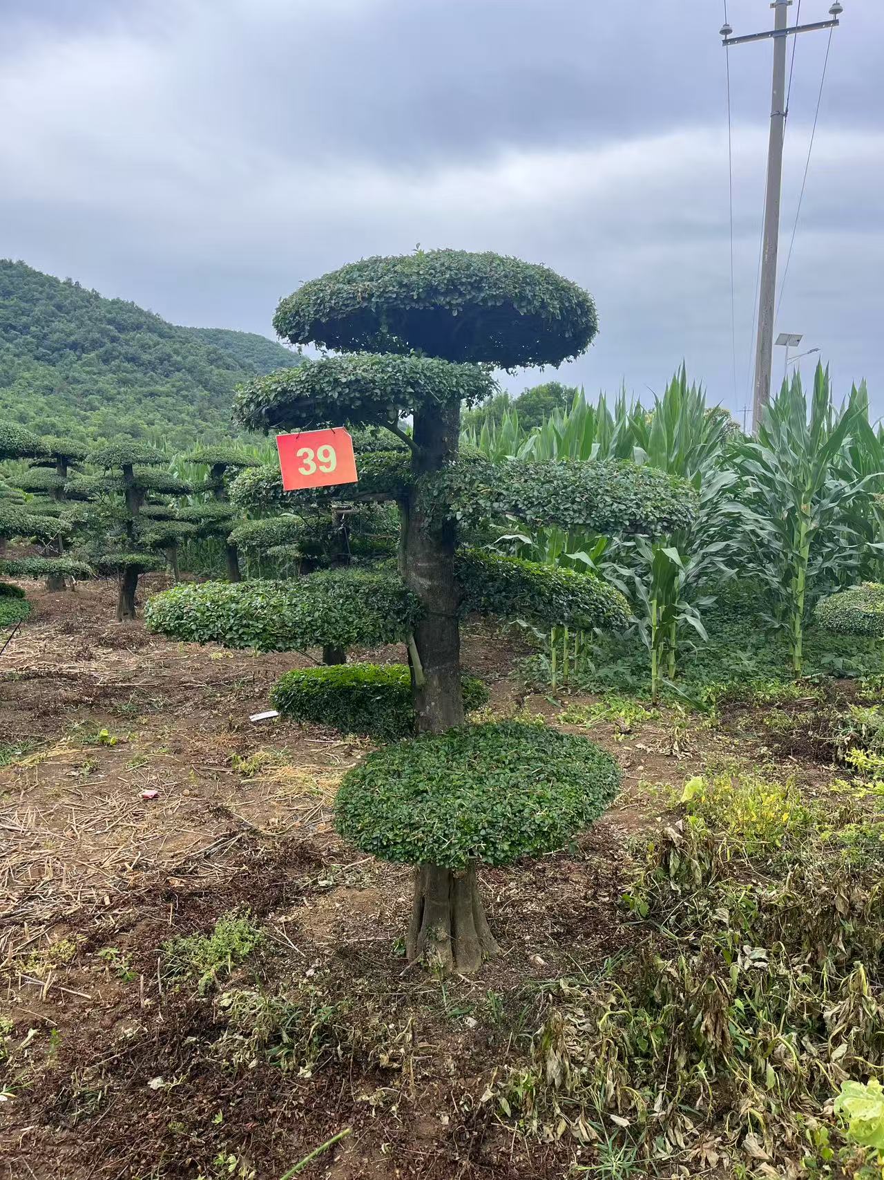 对节白蜡景观树造型盆景盆栽庭院植物绿化树美化环境植物界活化石