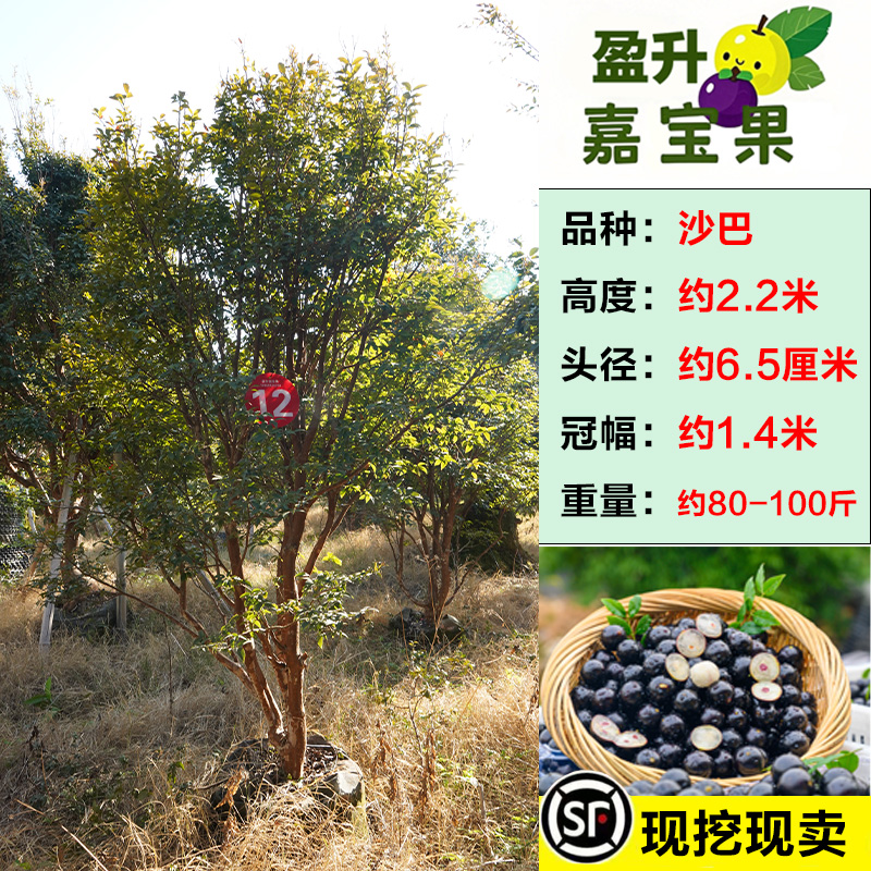 12号以主图为准【一物一拍】庭院绿植盆景造型