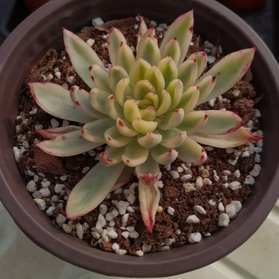 新骑兵白覆轮锦单头带根