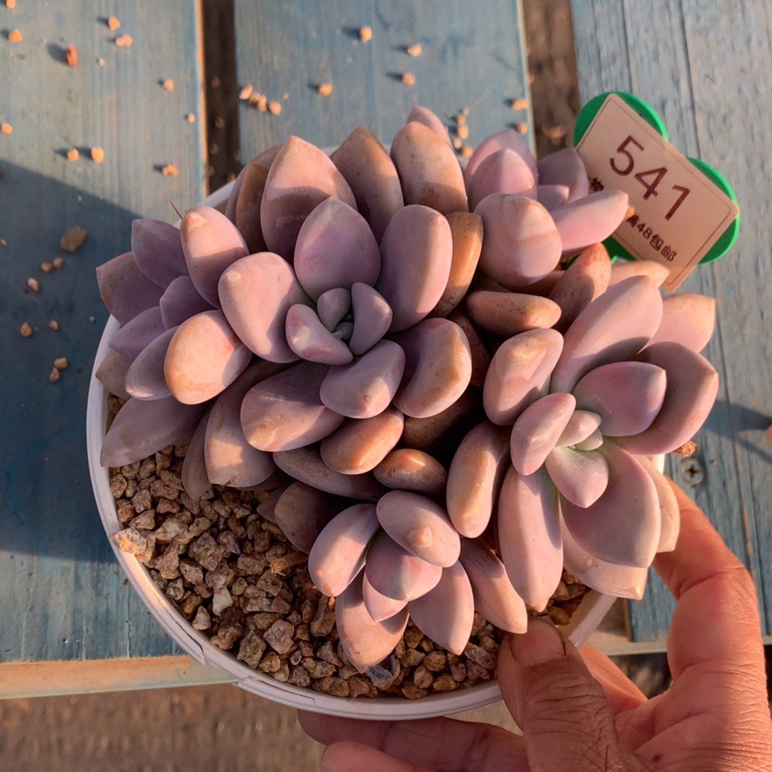 桃霜无砍平头一物一拍541