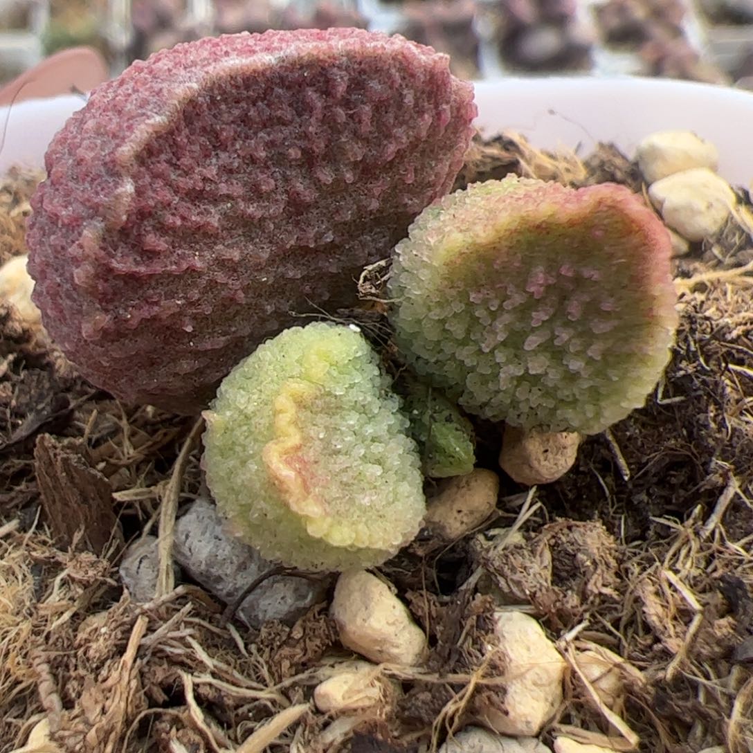 实生低叶苗多肉植物水泡多肉植物