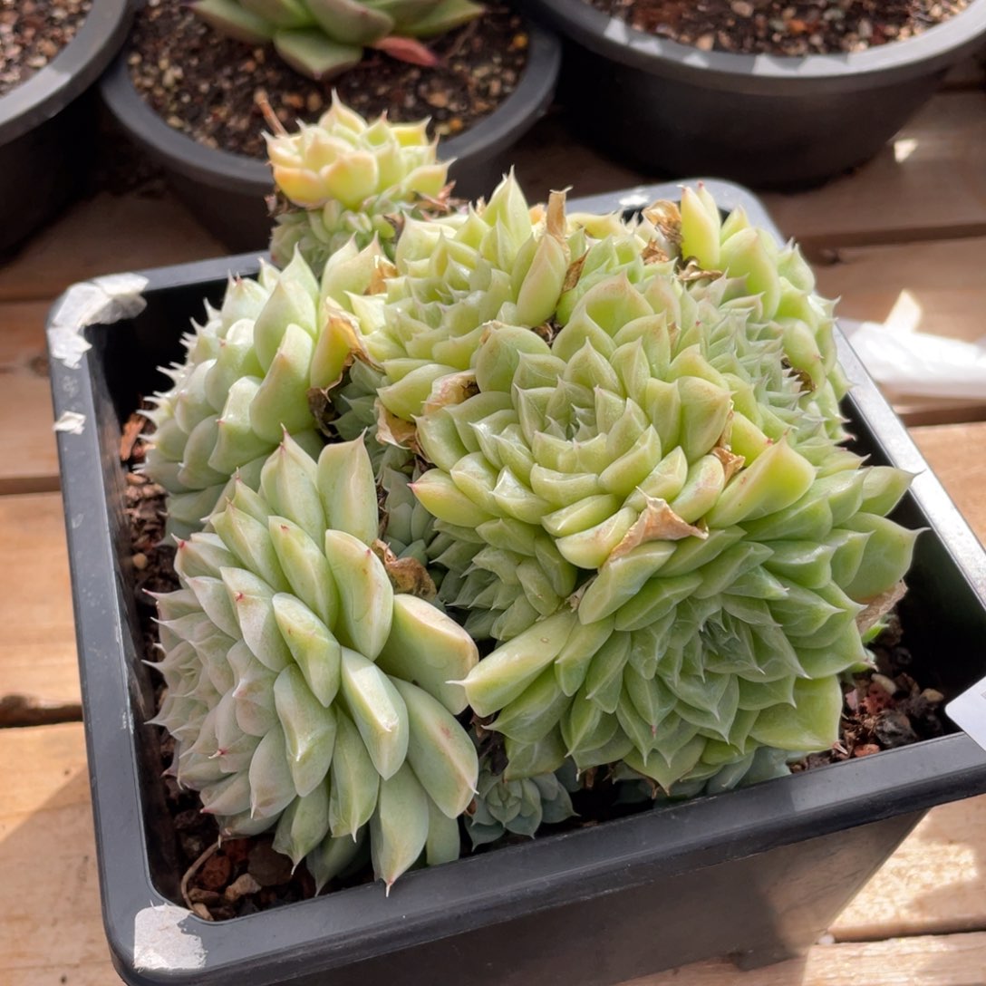 无花朵若如东云单拍E268