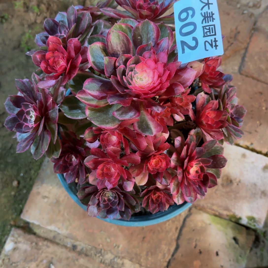 ****а黑魔锦不周正福利602肉