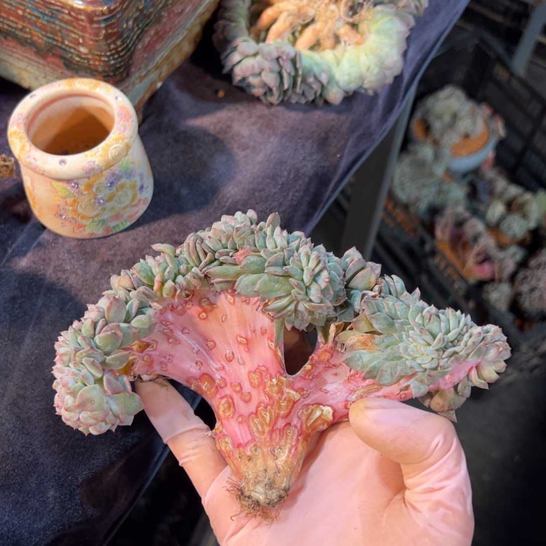 ， 新年快乐 新年快乐