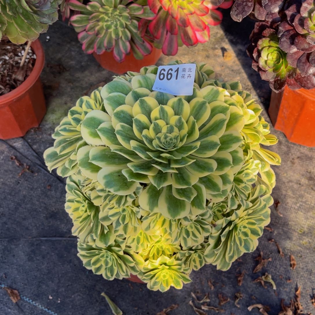 多肉迈巴赫0000661