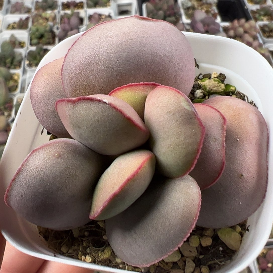 白肌红蛋老桩多肉植物水泡