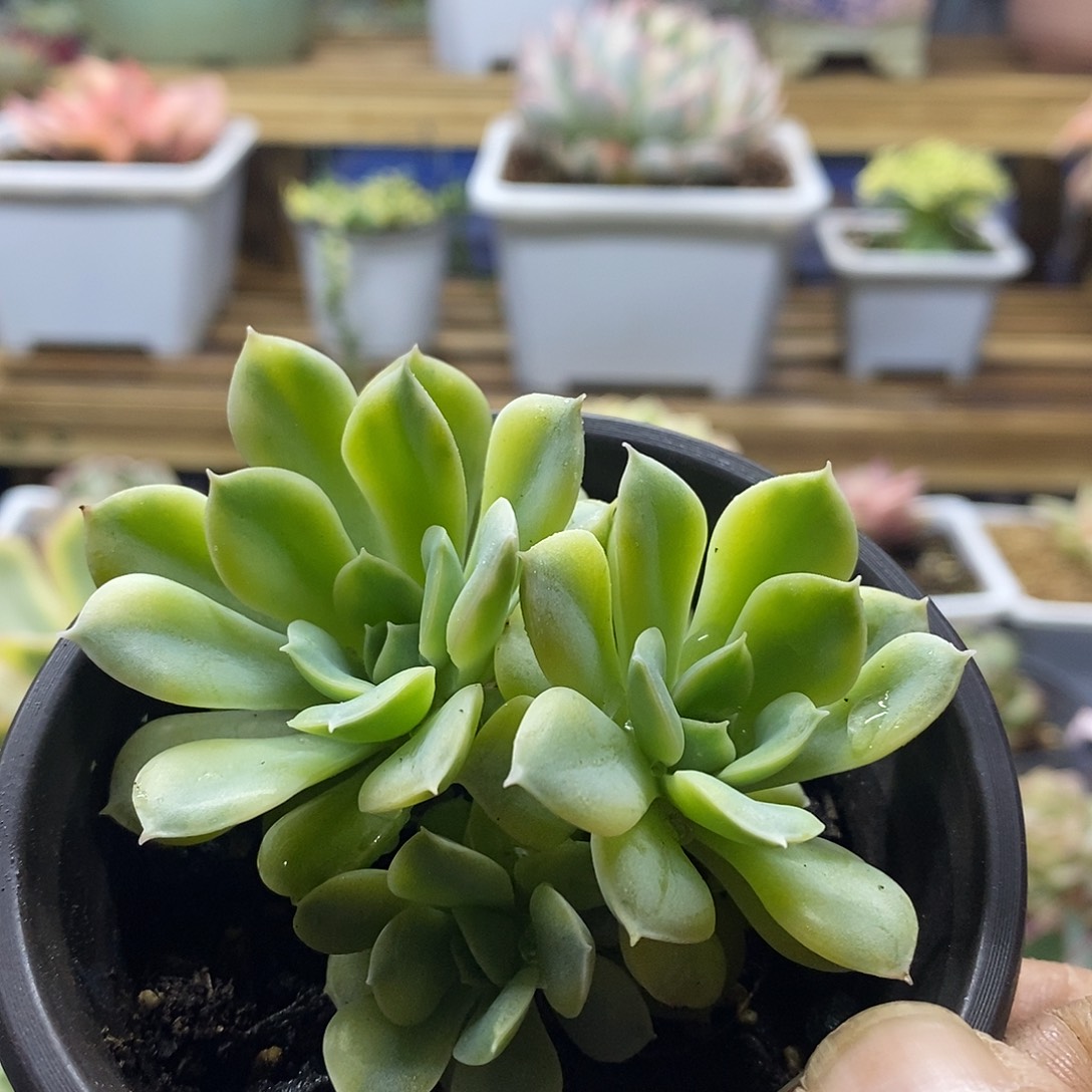 22224 月亮仙子黄覆轮锦