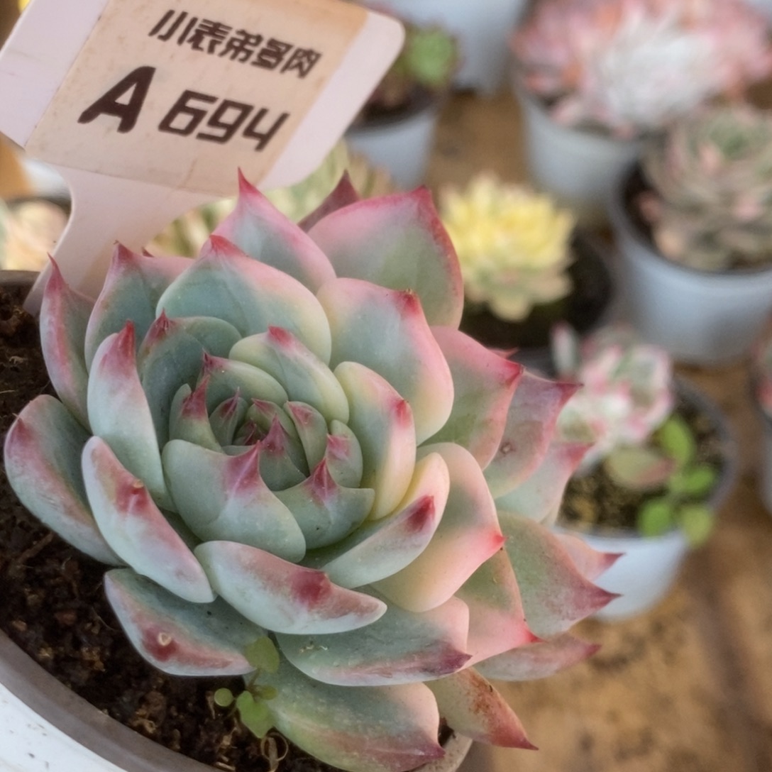 694吉娃娃锦锦锦锦锦锦