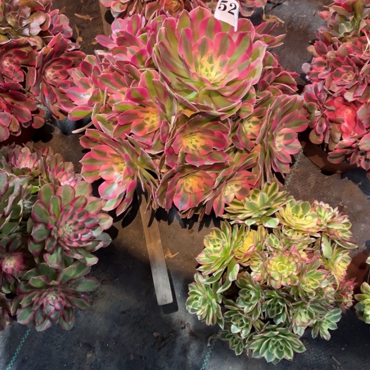 522号精品法师粉女巫