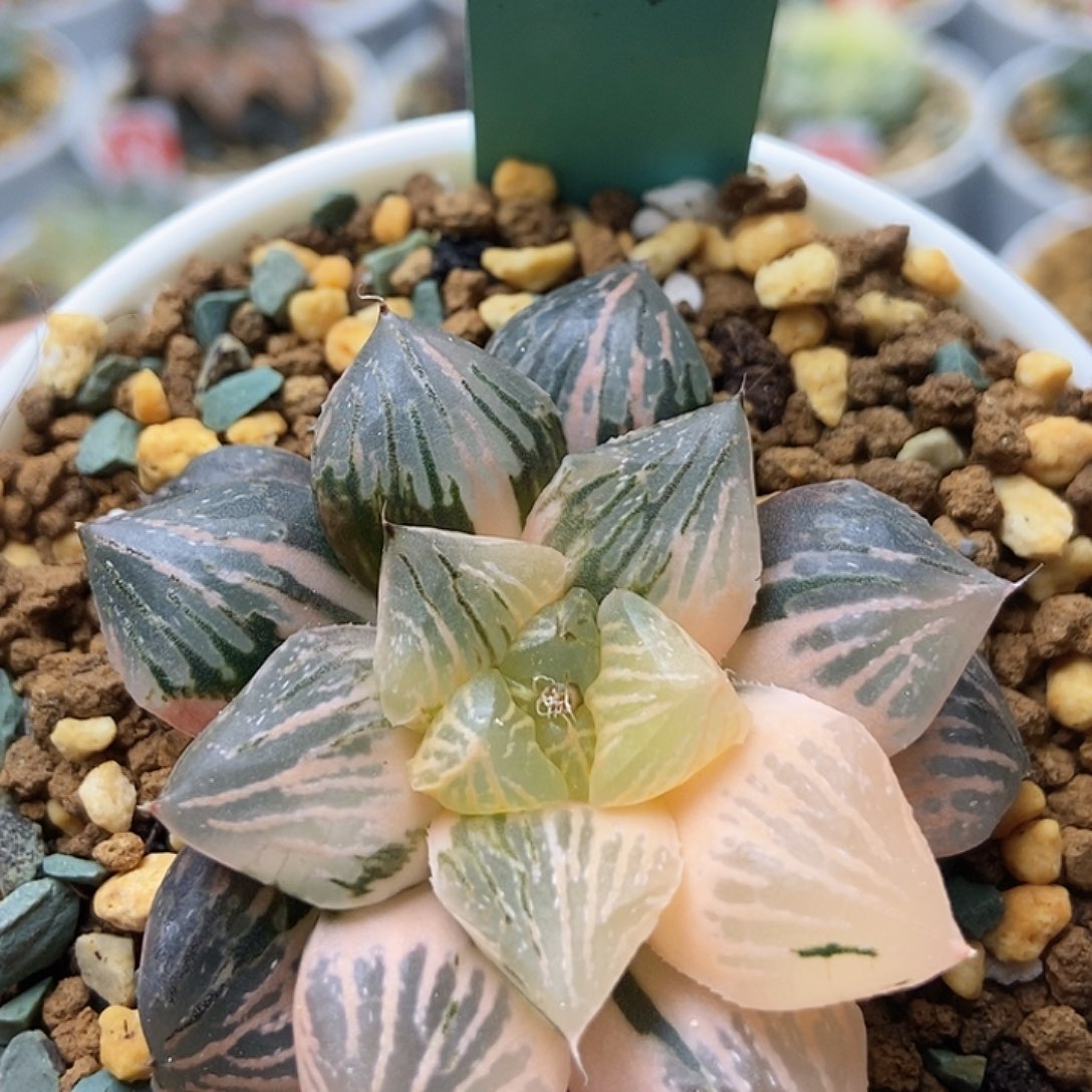 玉潭锦11411111111