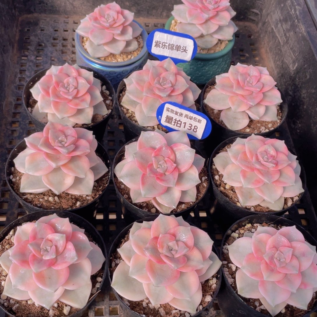 量拍138号 紫乐锦单头一个