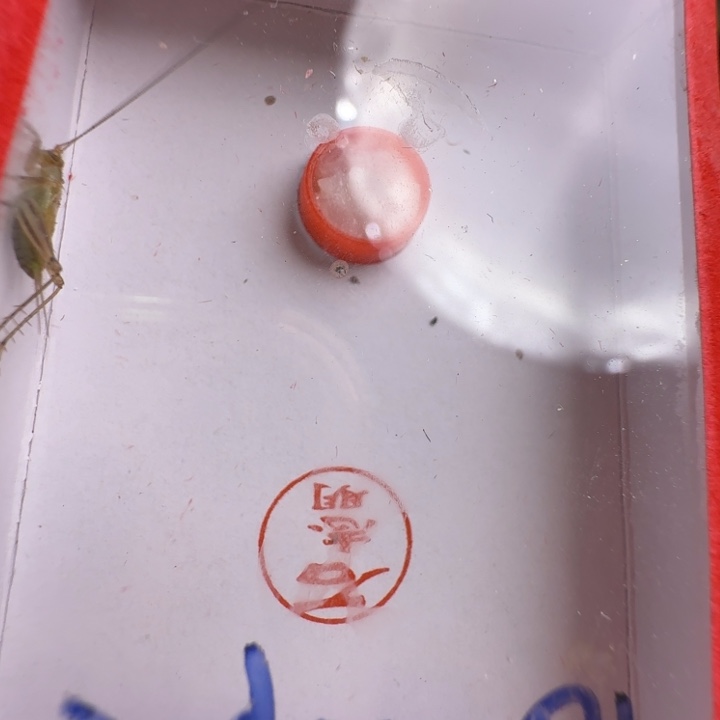 蟋蟀漂亮大个黄龄合适