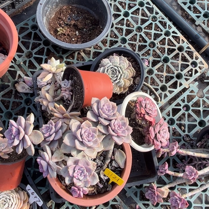 1121多哦肉8800888888