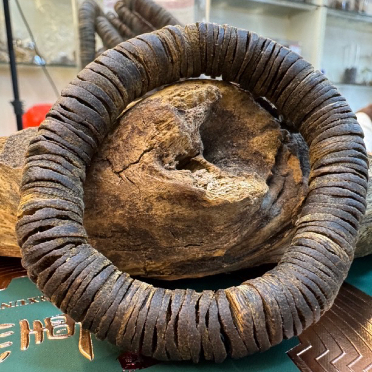 沉香绿奇楠红骨凹身卡1.2片珠沉水单圈发一