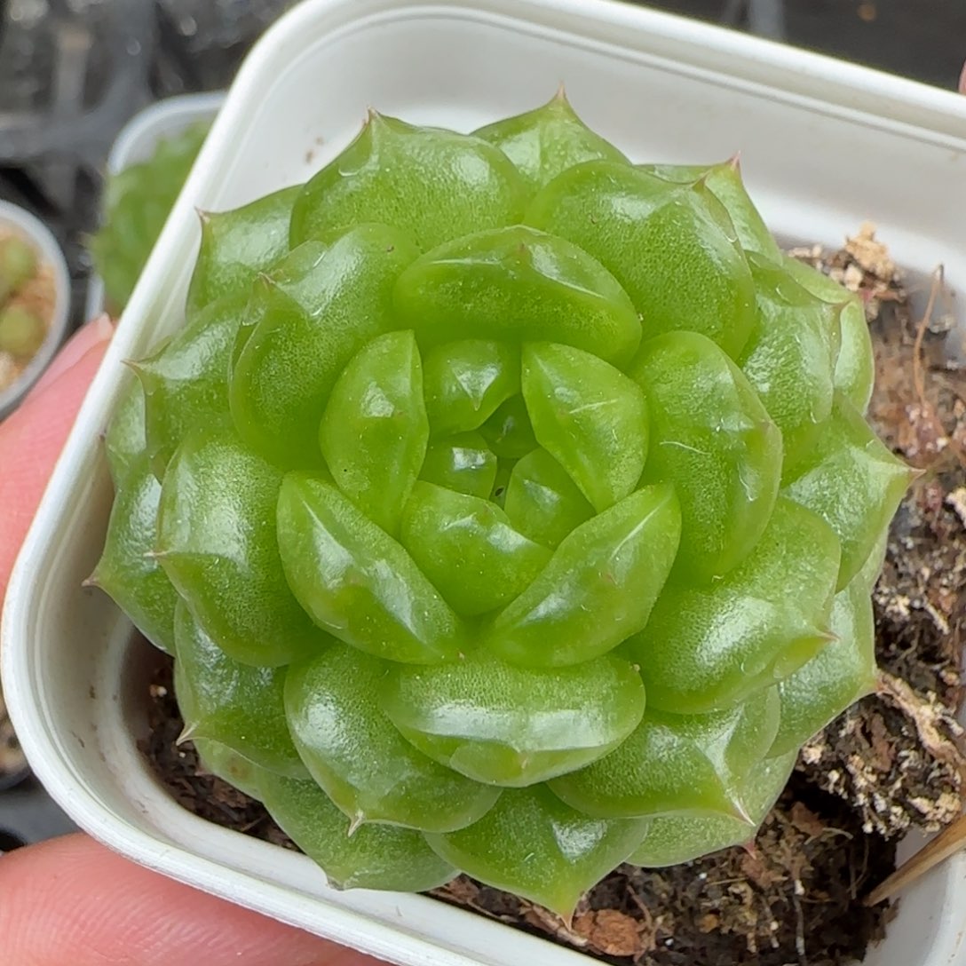 一物一拍灯泡珍妮
