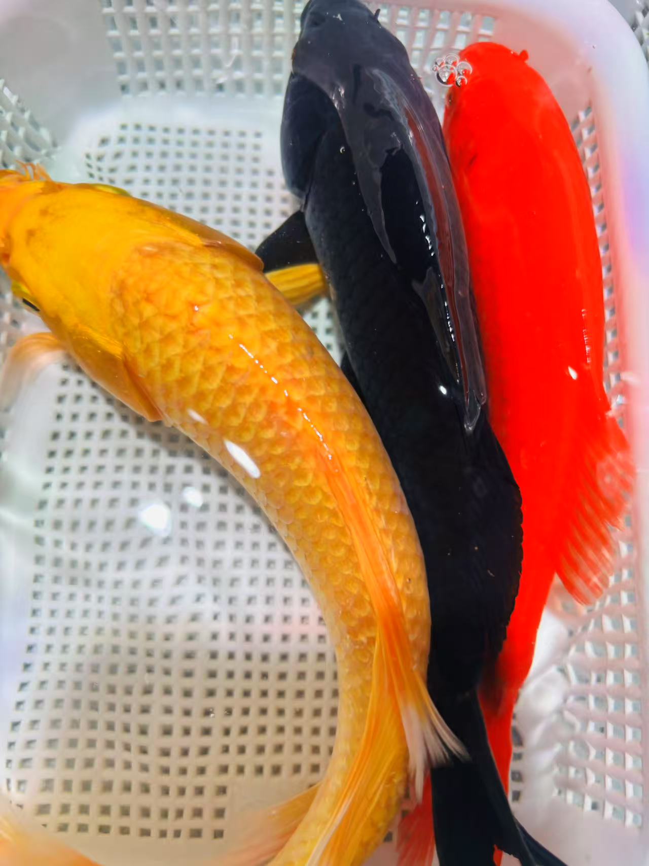 【超大尺寸】18-20cm黄1红草1黑金1共三条锦鲤金鱼观赏鱼冷水鱼好养