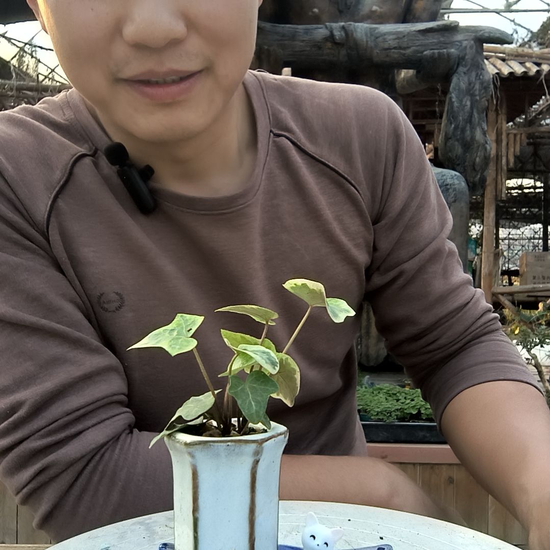 北**辰小盆景小植物一物一拍191