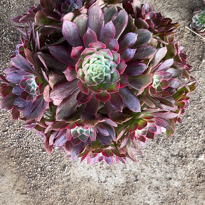 多肉植物水晶莲花锦…………