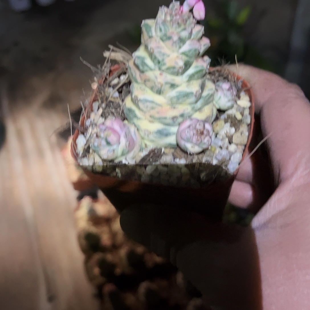 好***莲1多肉植物提取天然草本配方成分