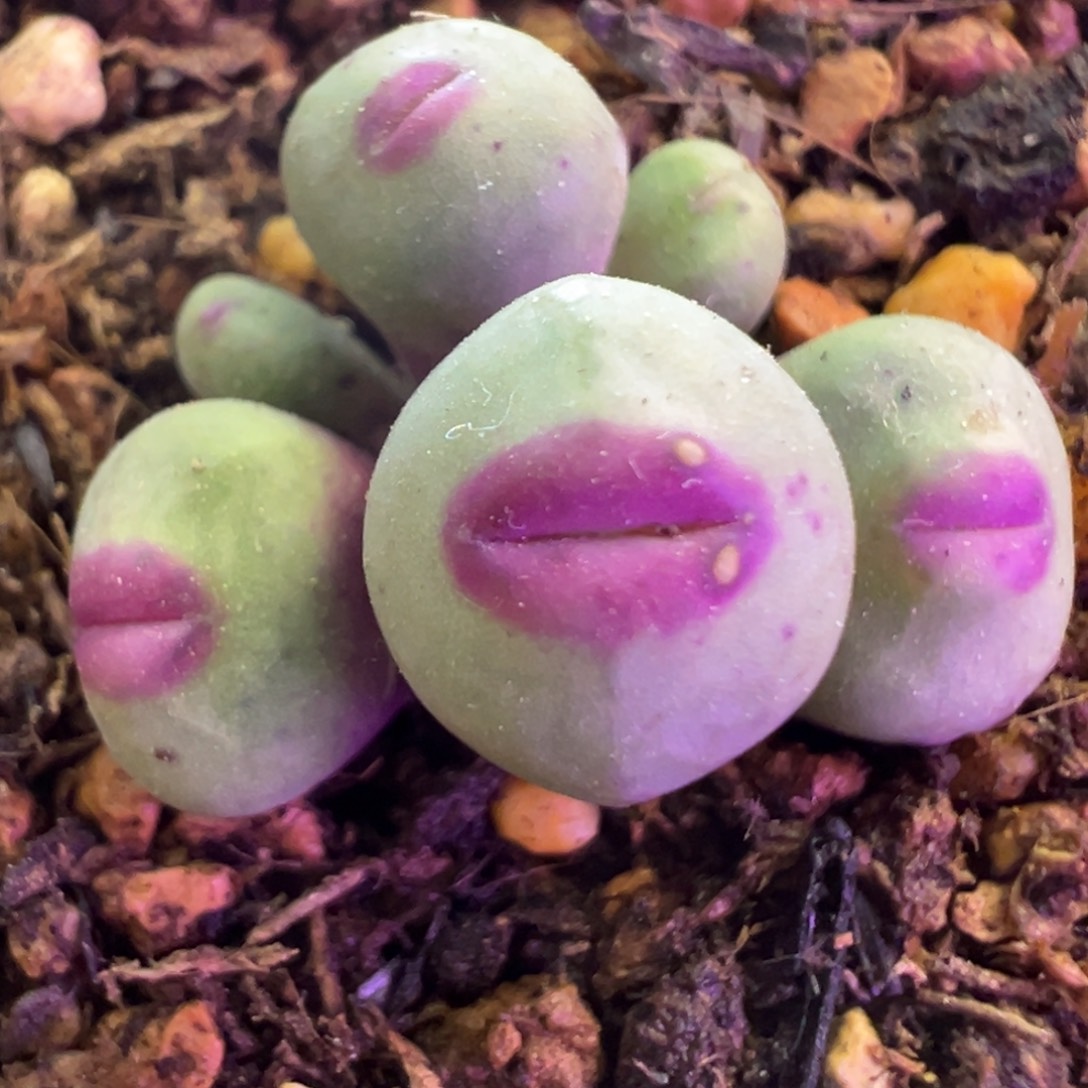 实生1380b 肉锥植物