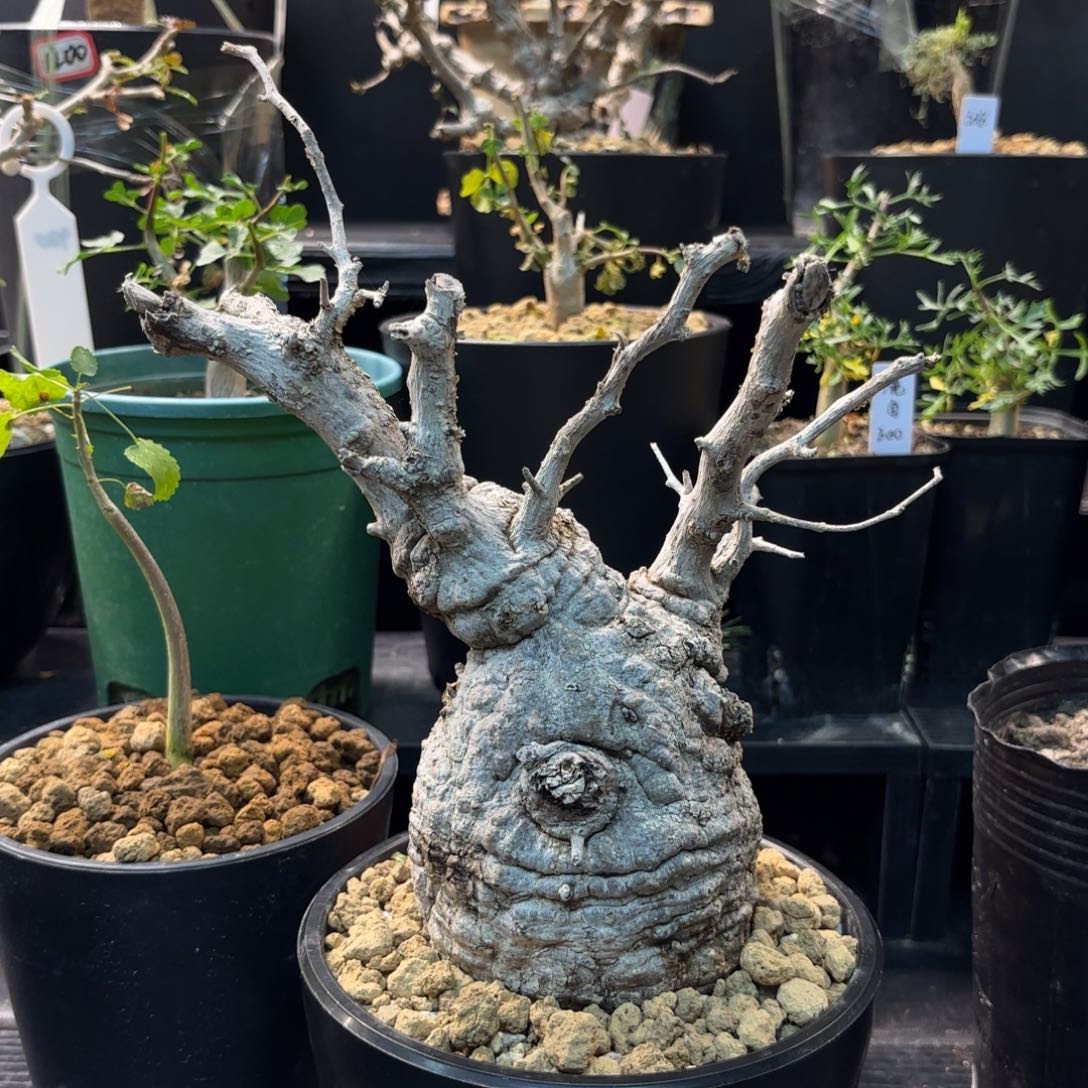 木 象足漆树建议寄养