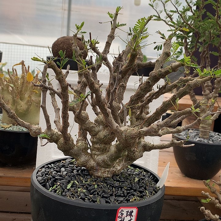 300大念珠2233333333