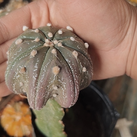 3535海星都仙人球的一个小