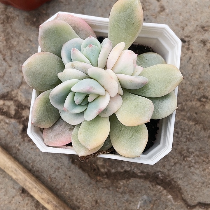 形影锦38一盆8888888