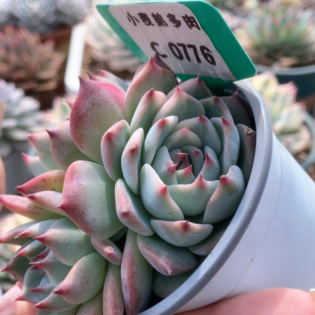 C776锦锦锦锦锦锦