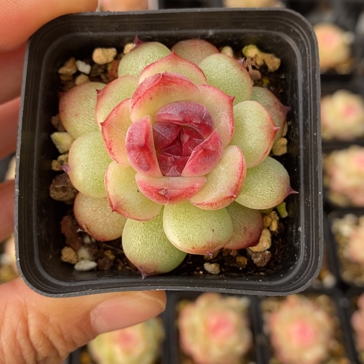 话梅糖 111111112.29