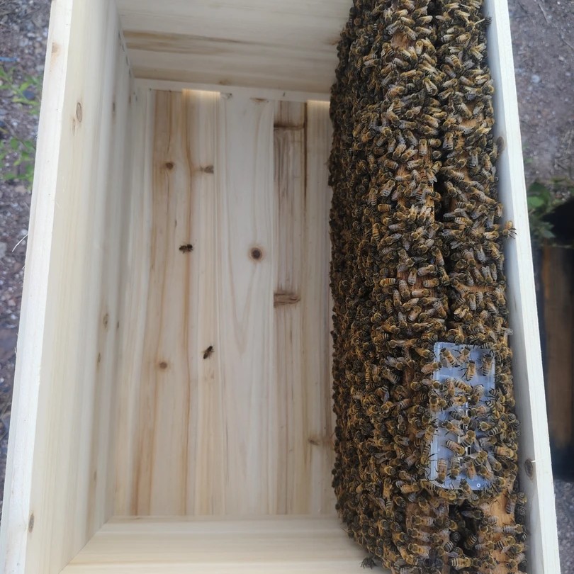 优质意蜂蜂群两脾工蜂带产卵蜂王不带蜂箱发货