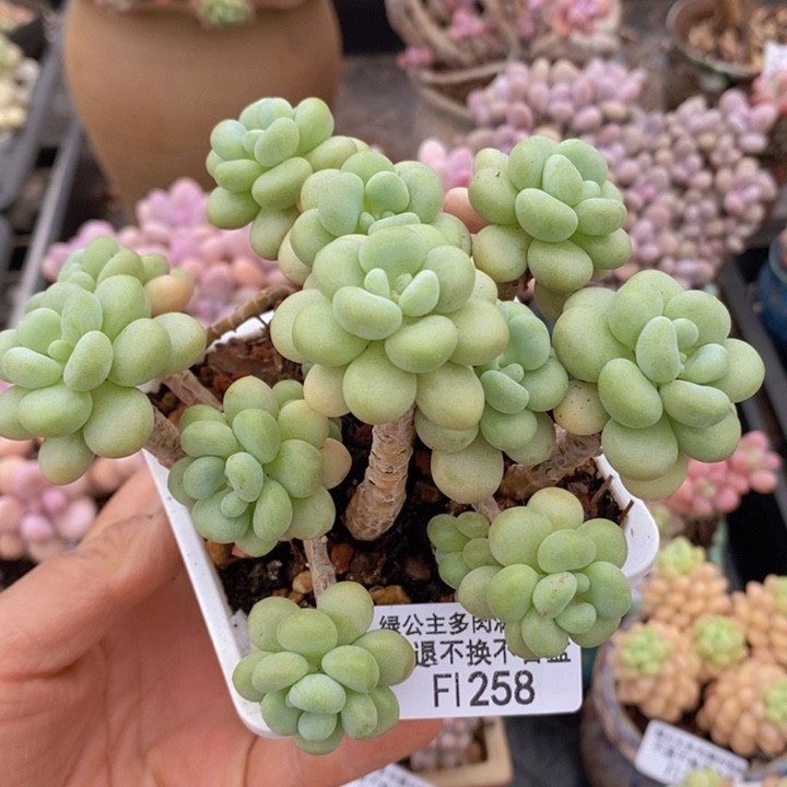 洛可可老桩11cm258多肉植物