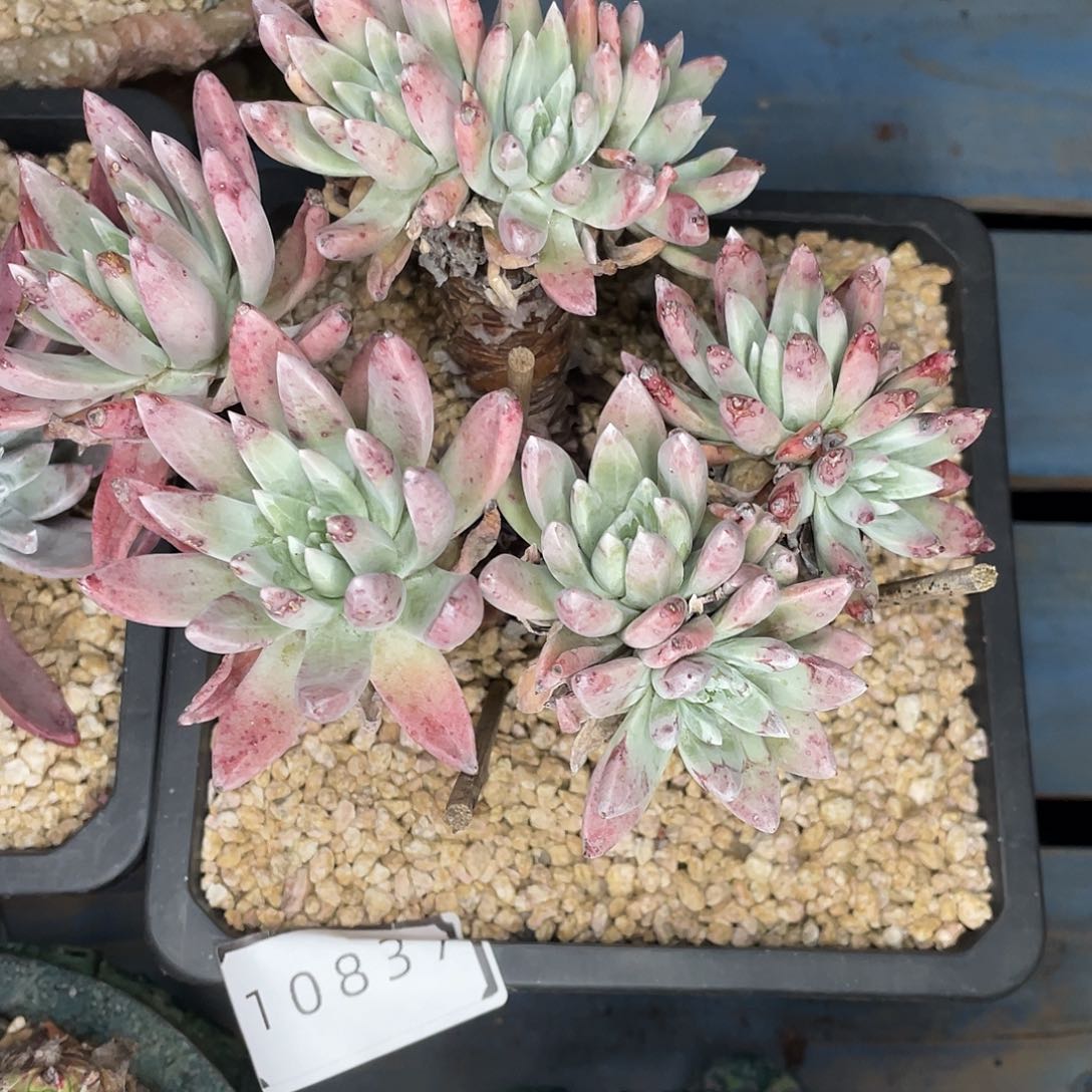 如*10837绿拇指杂交老桩10837