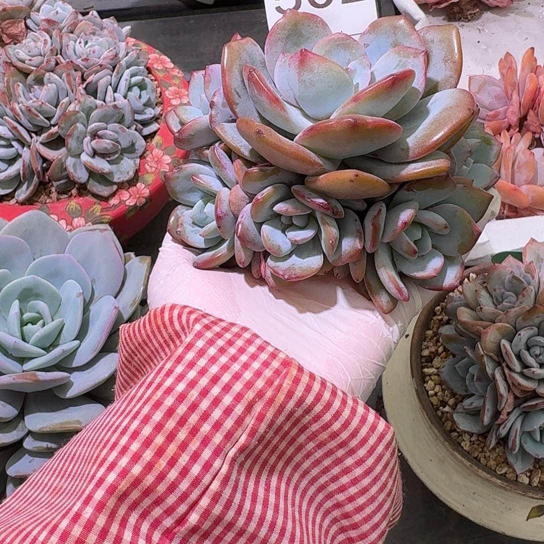 八****502售后范围签收起7天内