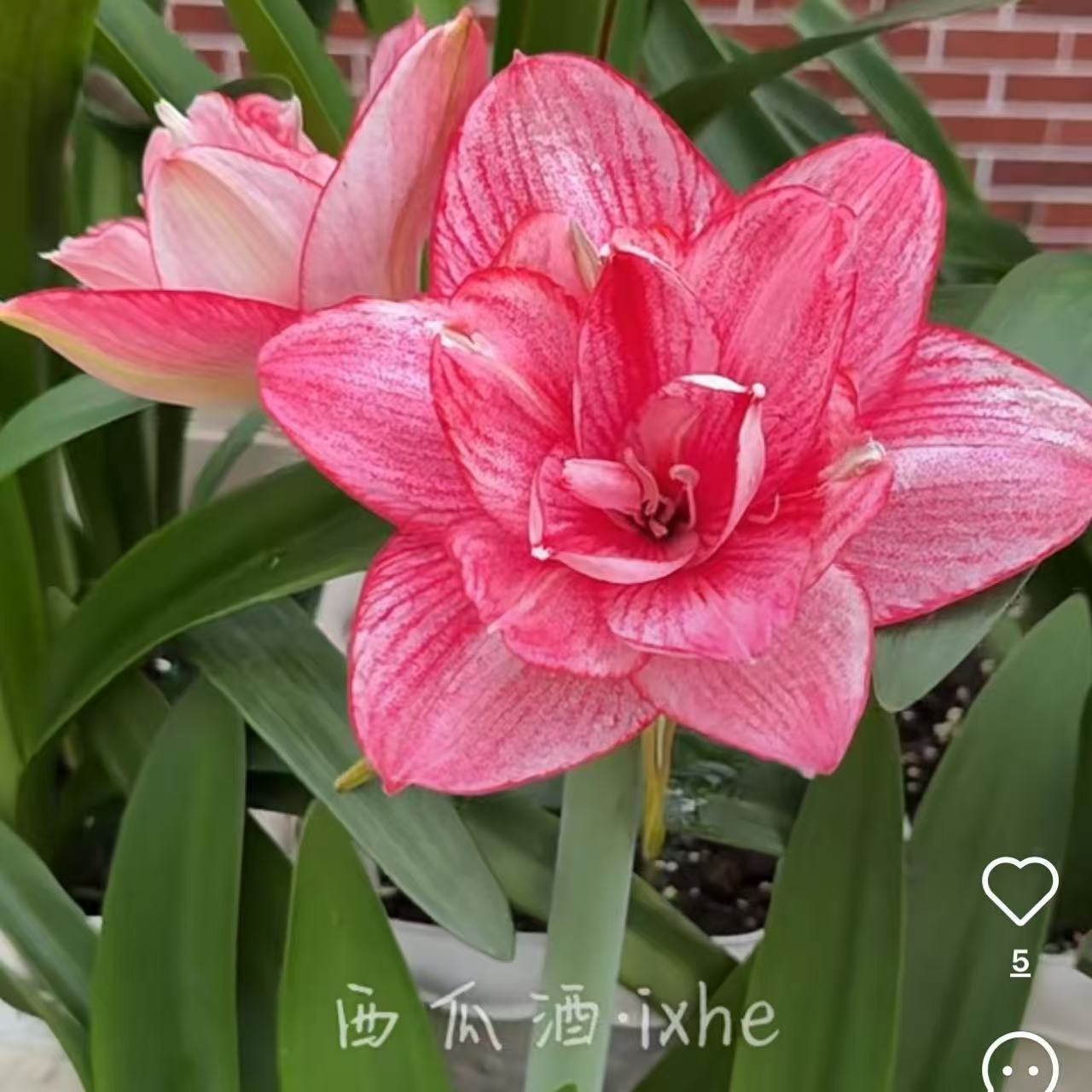 【西瓜酒坨坨】澳洲进口朱顶红侧芽发育球