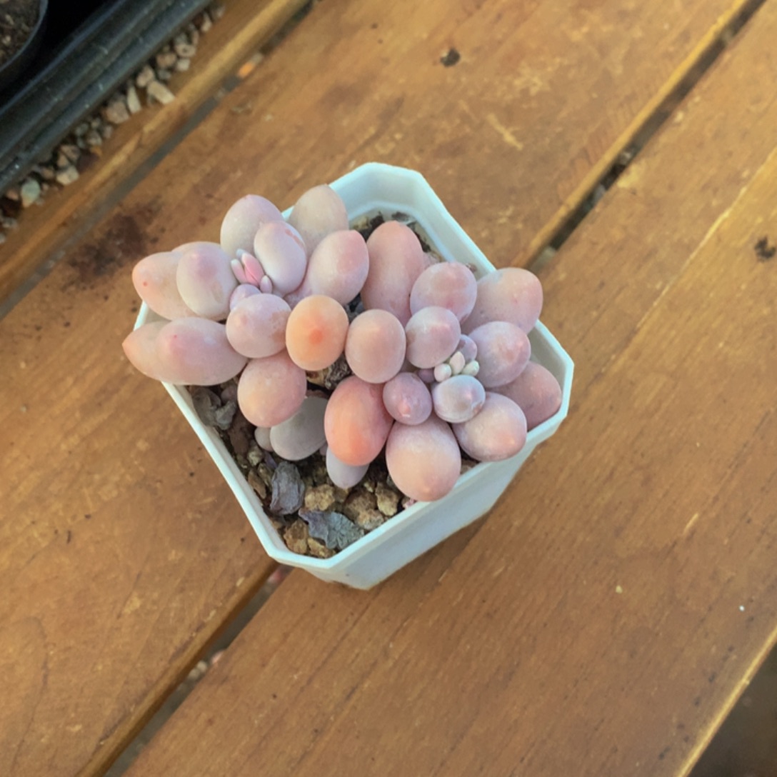 精控汤圆多肉一物一拍