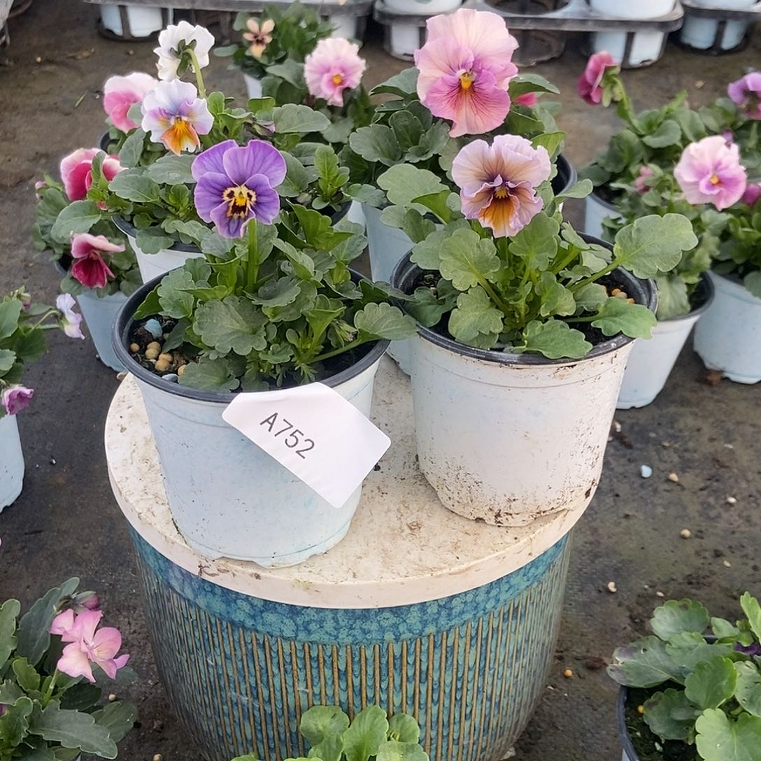 大部分花苞少量开放752