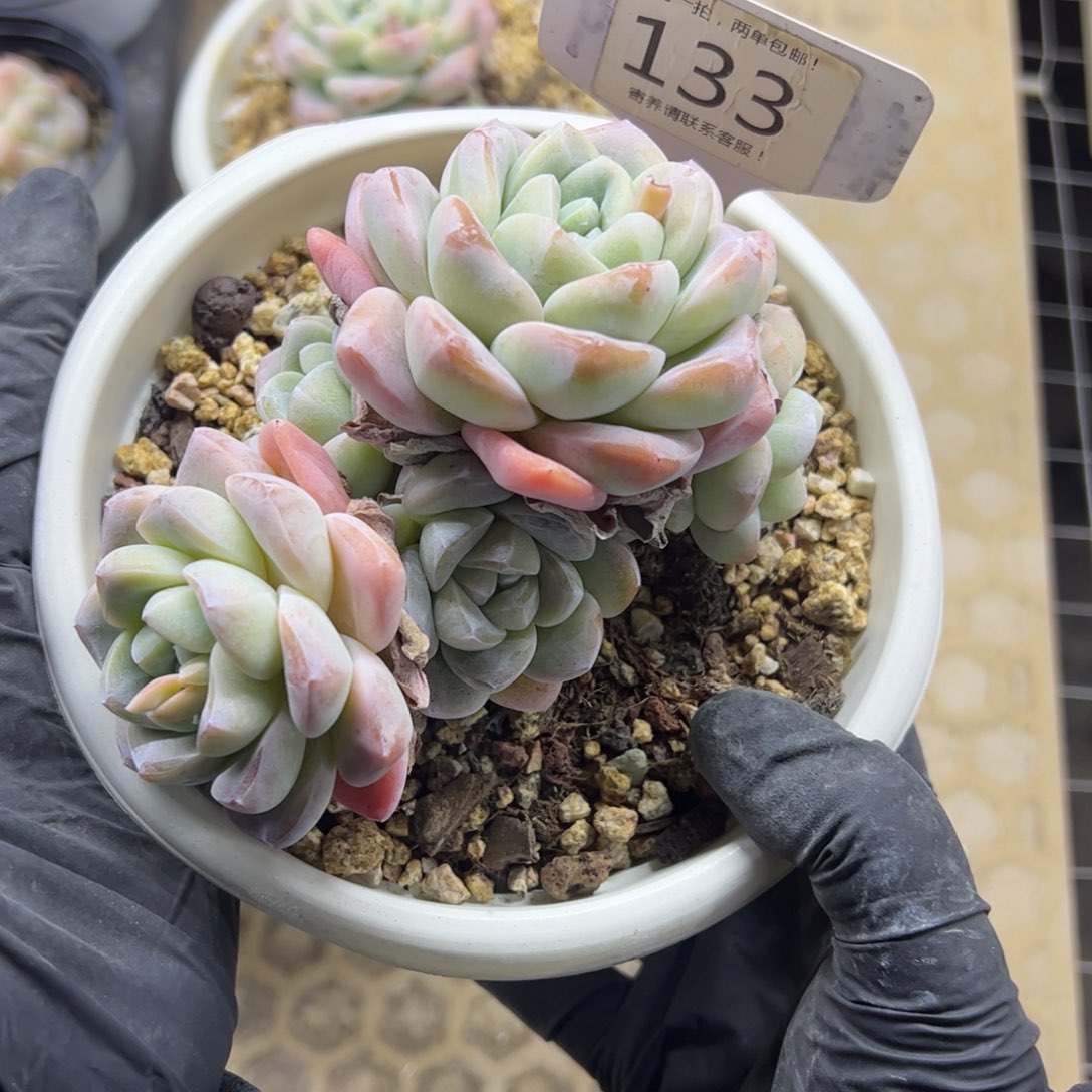 红陶?*133号多肉植物