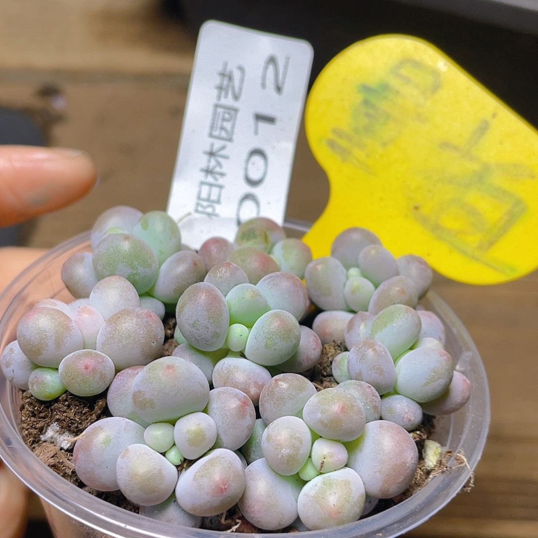 量拍多肉植物多肉植物12