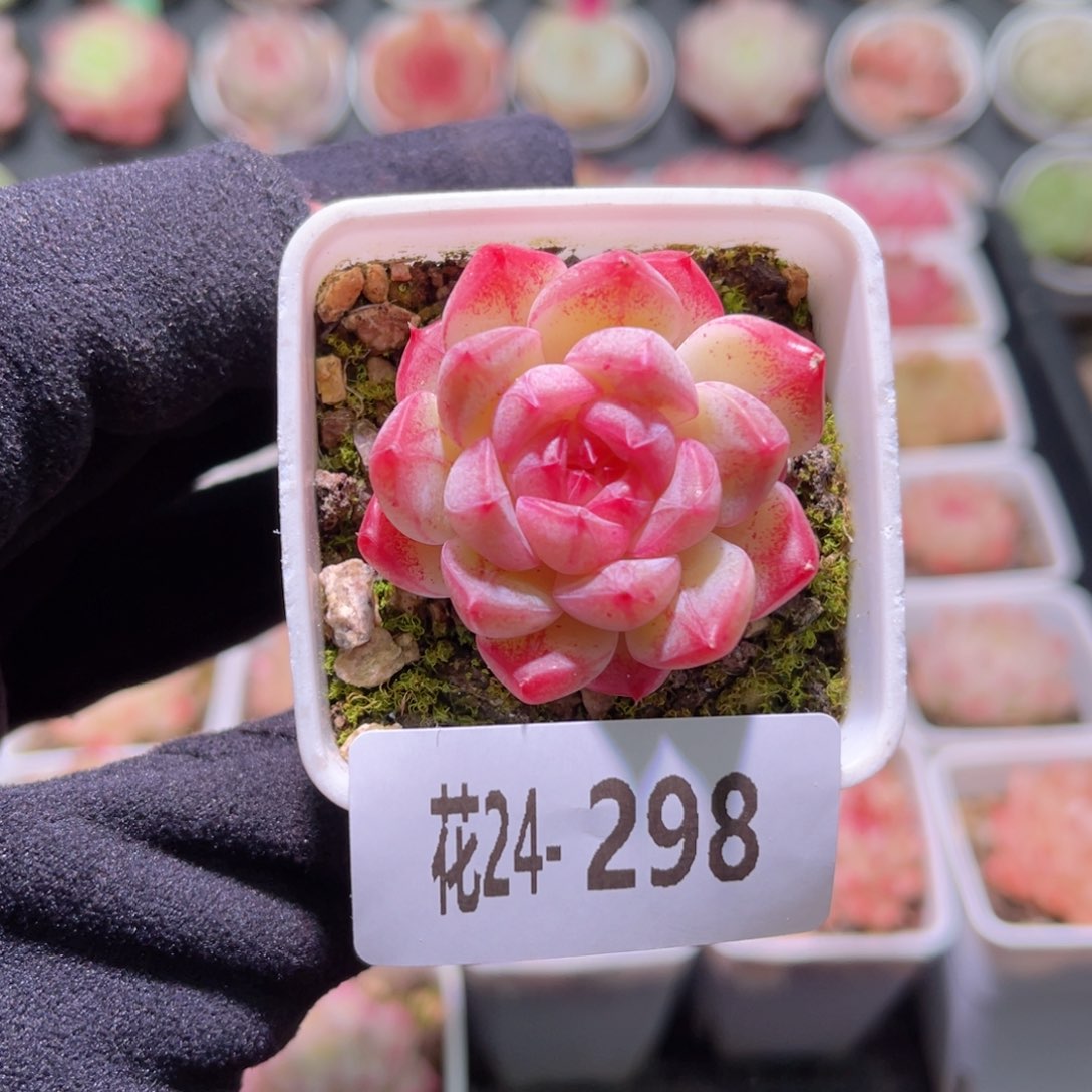 花利美24-298白桃汽水